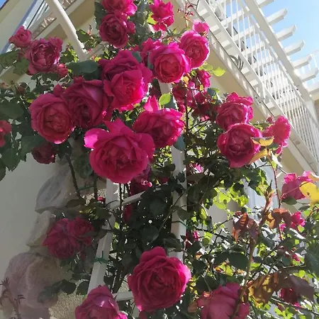 Olei Guest house