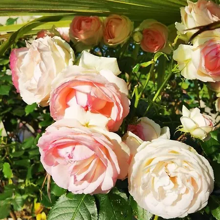 Olei ゲストハウス 4*