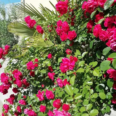 ゲストハウス Olei マリンスカ